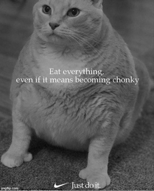 Way of the Chonk | image tagged in chonk,cat,cats,life lessons,inspirational quote | made w/ Imgflip meme maker