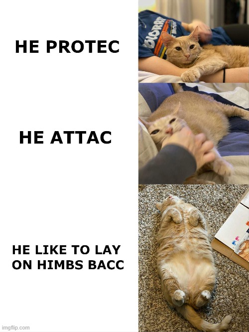 Protec Attac Chonker Cat | image tagged in chonk,cat,cats,he protec he attac but most importantly,he protec | made w/ Imgflip meme maker