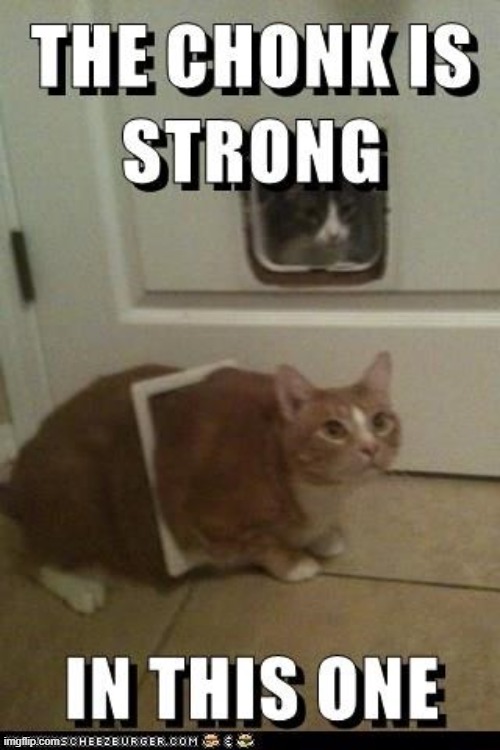 The Chonk Is Strong In This One | image tagged in chonk,cat,cats,strong | made w/ Imgflip meme maker