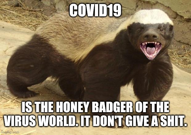 Honey badger | COVID19; IS THE HONEY BADGER OF THE VIRUS WORLD. IT DON'T GIVE A SHIT. | image tagged in honey badger | made w/ Imgflip meme maker