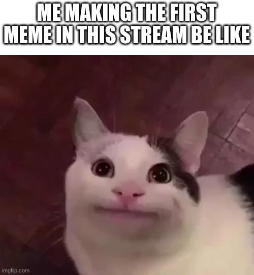 uh hi | ME MAKING THE FIRST MEME IN THIS STREAM BE LIKE | image tagged in awkward cat | made w/ Imgflip meme maker