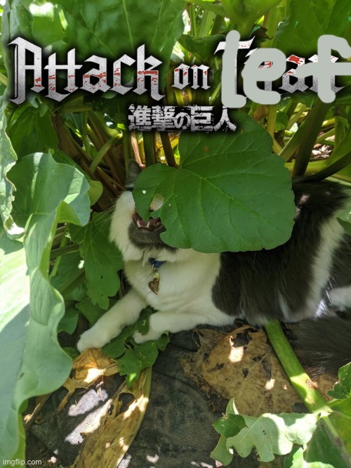 Attack On Leaf | image tagged in cat,cats,anime,attack on titan,cute | made w/ Imgflip meme maker