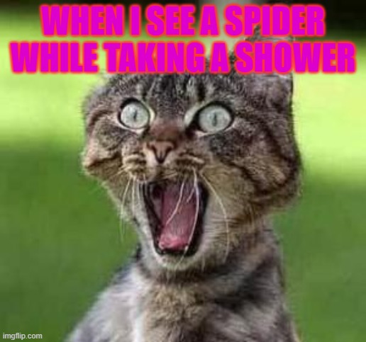 scared cat | WHEN I SEE A SPIDER WHILE TAKING A SHOWER | image tagged in scared cat | made w/ Imgflip meme maker