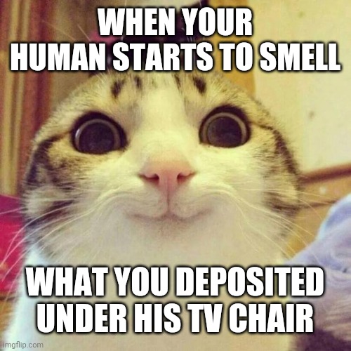 Smiling Cat | WHEN YOUR HUMAN STARTS TO SMELL; WHAT YOU DEPOSITED UNDER HIS TV CHAIR | image tagged in memes,smiling cat | made w/ Imgflip meme maker