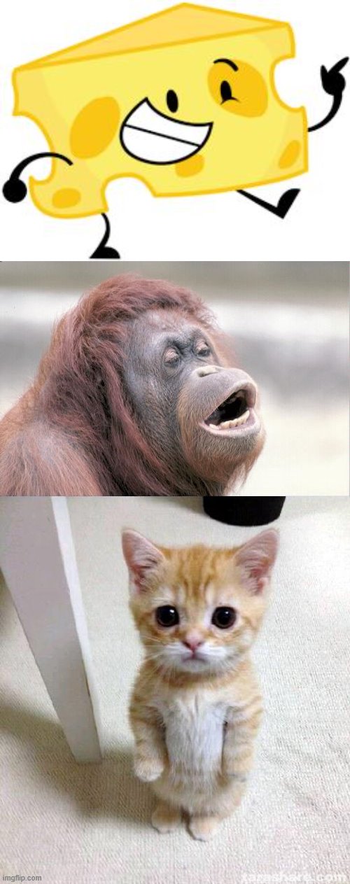 image tagged in memes,monkey ooh,cute cat,that's pretty cheesy | made w/ Imgflip meme maker