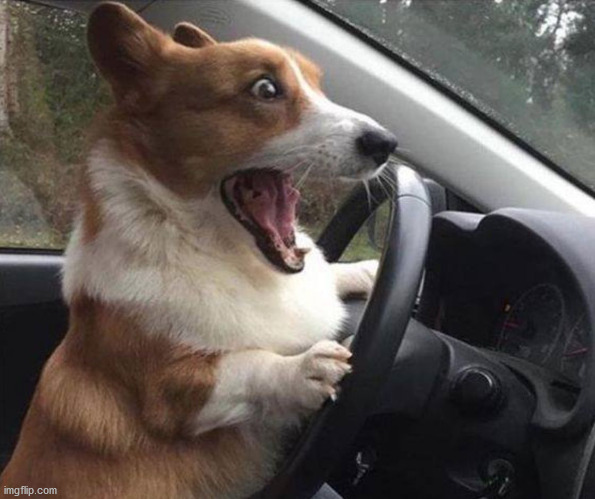 dog driving | image tagged in dog driving | made w/ Imgflip meme maker