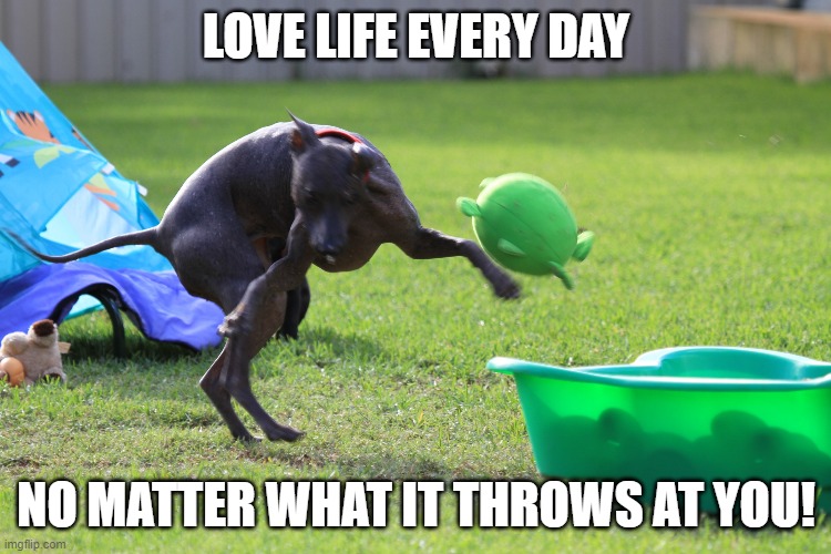 Love life | LOVE LIFE EVERY DAY; NO MATTER WHAT IT THROWS AT YOU! | image tagged in ptes,xolo | made w/ Imgflip meme maker