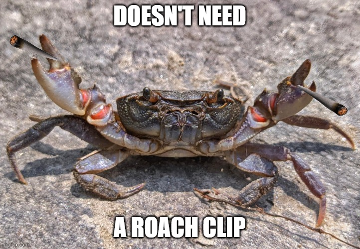 DOESN'T NEED; A ROACH CLIP | image tagged in shittyadviceanimals | made w/ Imgflip meme maker