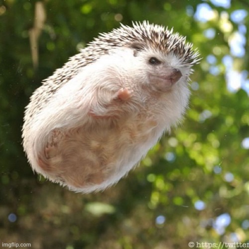 hedgehog | image tagged in hedgehog | made w/ Imgflip meme maker