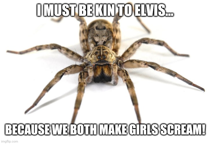  I MUST BE KIN TO ELVIS... BECAUSE WE BOTH MAKE GIRLS SCREAM! | image tagged in wolf spider | made w/ Imgflip meme maker
