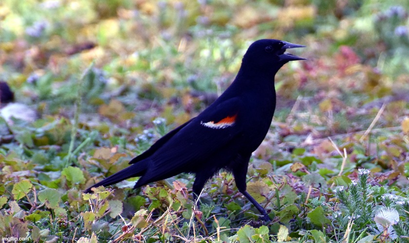 this red winged black bird didn't like me being there. | image tagged in red winged black bird,river | made w/ Imgflip meme maker