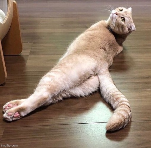 Sexy Cat | image tagged in sexy cat | made w/ Imgflip meme maker