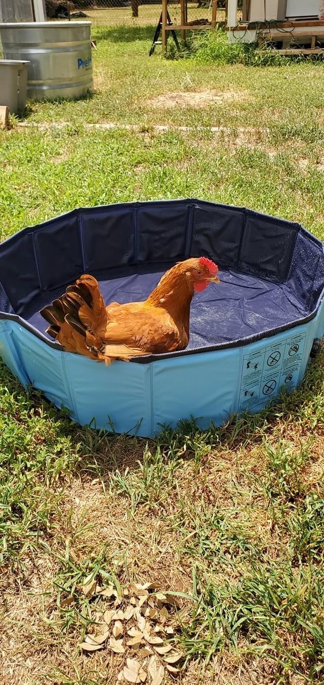 Chicken in a pool Blank Meme Template