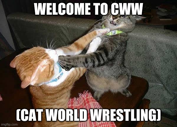 Two cats fighting for real | WELCOME TO CWW; (CAT WORLD WRESTLING) | image tagged in two cats fighting for real | made w/ Imgflip meme maker