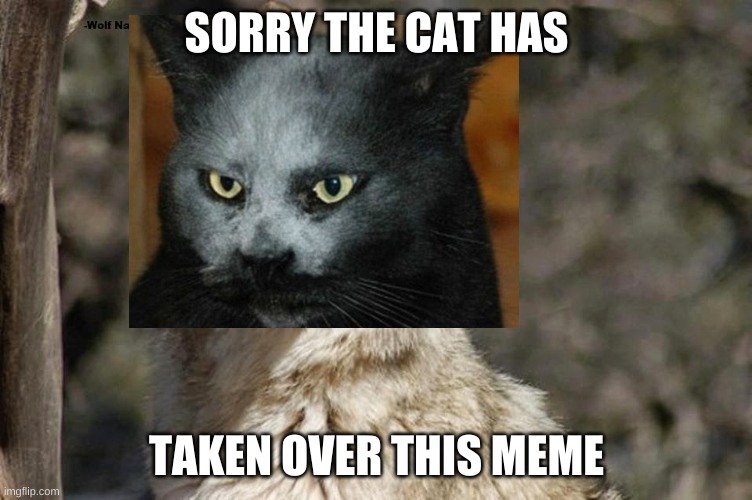 [out of service now in cats ownership] | SORRY THE CAT HAS; TAKEN OVER THIS MEME | image tagged in meowstic | made w/ Imgflip meme maker