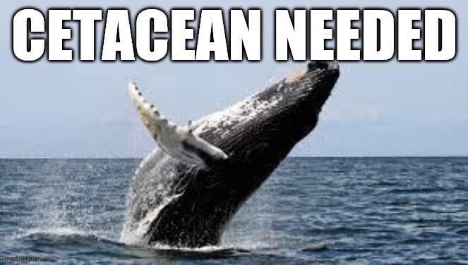 CETACEAN NEEDED | image tagged in cetacean needed | made w/ Imgflip meme maker