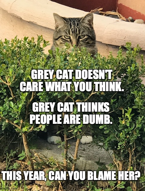 Grey cat | GREY CAT DOESN'T CARE WHAT YOU THINK. GREY CAT THINKS PEOPLE ARE DUMB. THIS YEAR, CAN YOU BLAME HER? | image tagged in cats,politics,funny memes | made w/ Imgflip meme maker