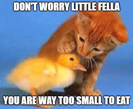 Give it some time | DON'T WORRY LITTLE FELLA; YOU ARE WAY TOO SMALL TO EAT | image tagged in cats,ducks,memes,fun,funny,2020 | made w/ Imgflip meme maker