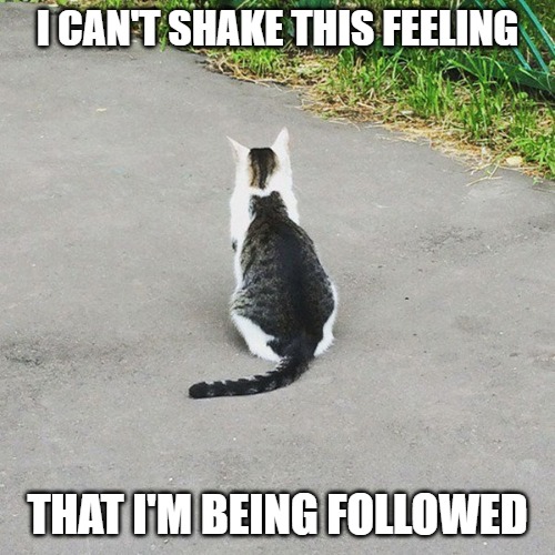 Can't shake This Feeling | I CAN'T SHAKE THIS FEELING; THAT I'M BEING FOLLOWED | image tagged in cats,memes,funny,fun,funny memes,2020 | made w/ Imgflip meme maker