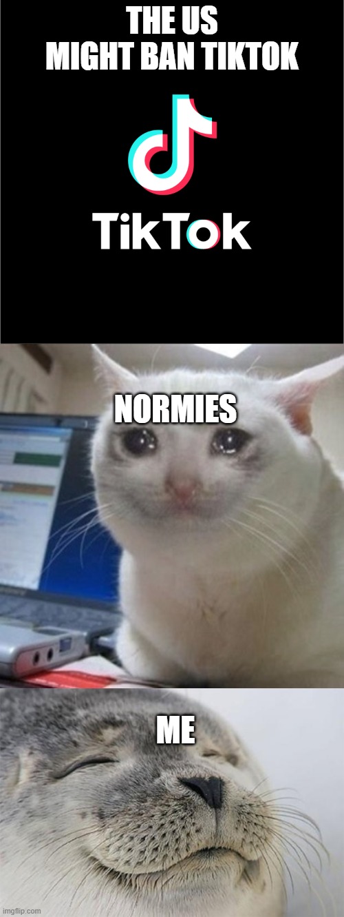 yessss | THE US MIGHT BAN TIKTOK; NORMIES; ME | image tagged in memes,satisfied seal,crying cat,tiktok,ban tiktok 2020,end tiktok | made w/ Imgflip meme maker