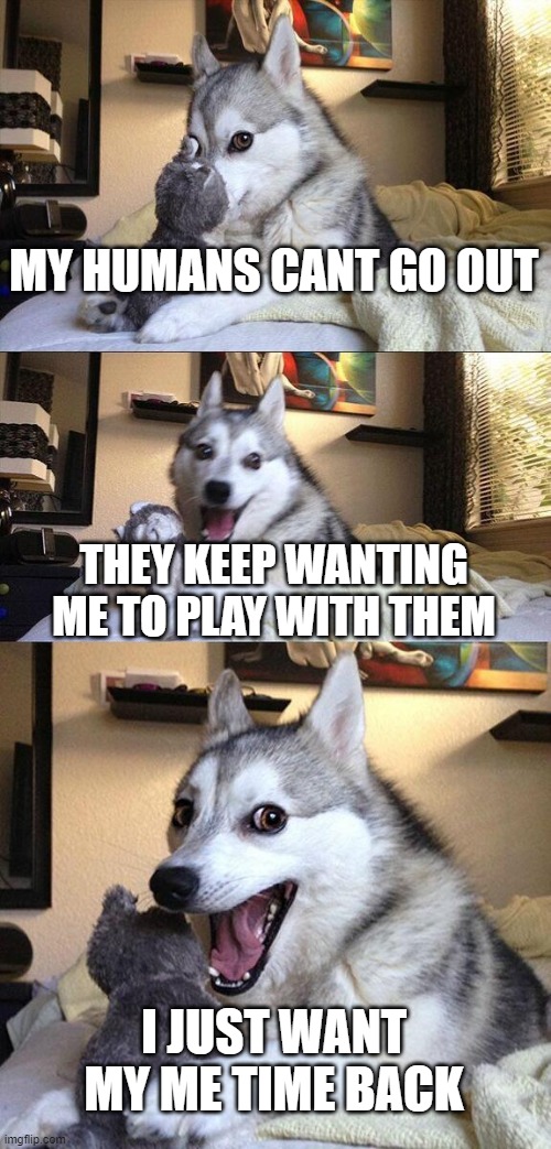 Too Much Pet Time | MY HUMANS CANT GO OUT; THEY KEEP WANTING ME TO PLAY WITH THEM; I JUST WANT MY ME TIME BACK | image tagged in memes,bad pun dog | made w/ Imgflip meme maker
