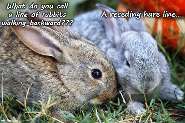 Another groaner... | What do you call a line of rabbits walking backward??? A receding hare line... | image tagged in rabbits,hare,terrible pun,backward | made w/ Imgflip meme maker