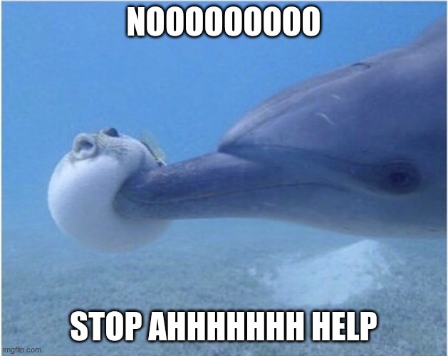 NOOOOOOOO | NOOOOOOOOO; STOP AHHHHHHH HELP | image tagged in pufferfish,dolphin,poking | made w/ Imgflip meme maker