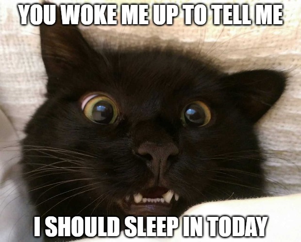 Get Woke | YOU WOKE ME UP TO TELL ME; I SHOULD SLEEP IN TODAY | image tagged in cats,memes,fun,funny,funny memes,woke | made w/ Imgflip meme maker