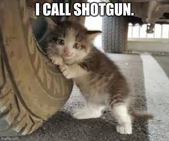 Shotgun cat |  I CALL SHOTGUN. | image tagged in cute cat | made w/ Imgflip meme maker