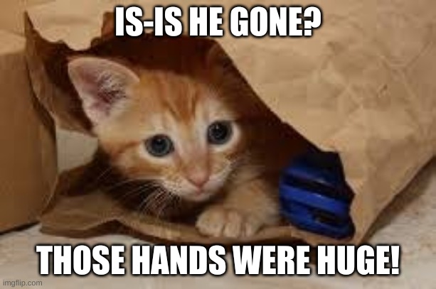 Scaredy Cat |  IS-IS HE GONE? THOSE HANDS WERE HUGE! | image tagged in cute cat | made w/ Imgflip meme maker