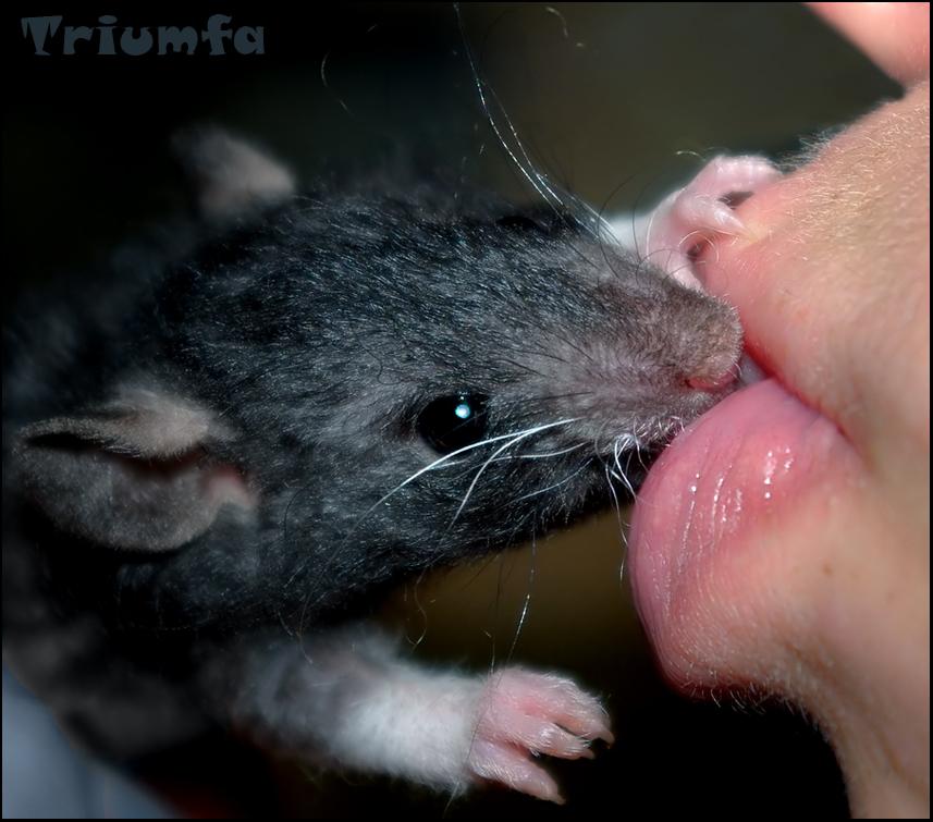 Rat Kisses Blank Meme Template