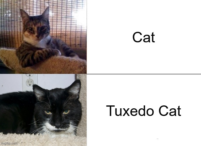 Tuxedo cat(Tuxedo winnie the pooh) | Cat; Tuxedo Cat | image tagged in memes,tuxedo winnie the pooh,funny,cat | made w/ Imgflip meme maker