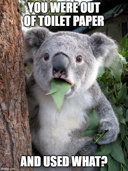 There's not even a shortage anymore | YOU WERE OUT OF TOILET PAPER; AND USED WHAT? | image tagged in memes,surprised koala,toilet paper,leaves | made w/ Imgflip meme maker