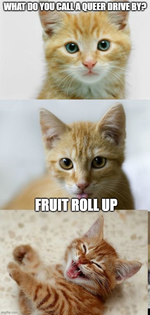 Bad Pun Cat | WHAT DO YOU CALL A QUEER DRIVE BY? FRUIT ROLL UP | image tagged in bad pun cat,fruit,gay jokes,cats,cat memes | made w/ Imgflip meme maker