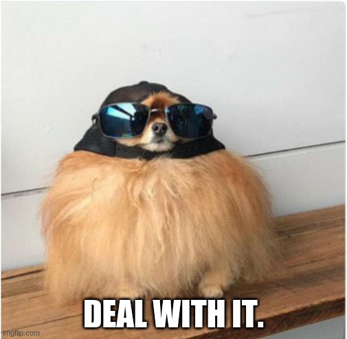 XD | DEAL WITH IT. | image tagged in pomeranian,doggo | made w/ Imgflip meme maker