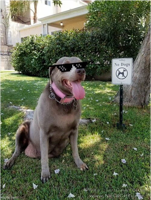GANGSTER DOGGO | image tagged in adorable,doggo | made w/ Imgflip meme maker
