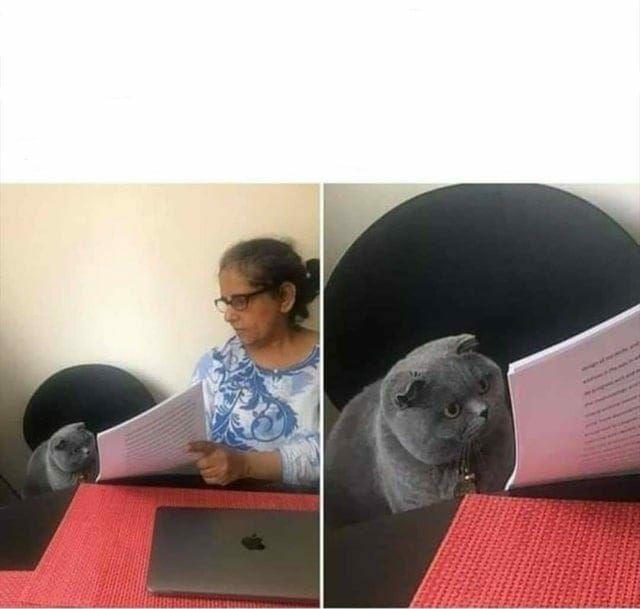 Cat checking homework Blank Meme Template