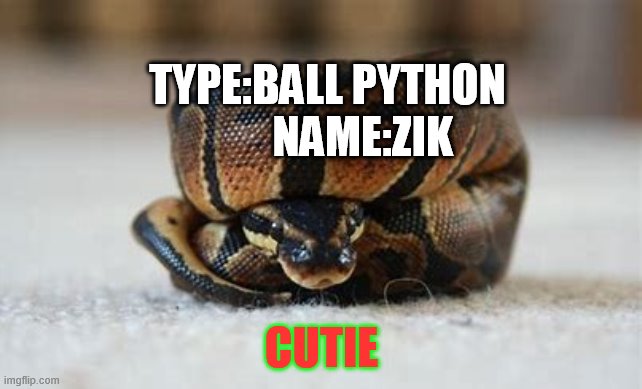 My 7th snake | TYPE:BALL PYTHON         NAME:ZIK; CUTIE | image tagged in cute,reptile,ballpython | made w/ Imgflip meme maker