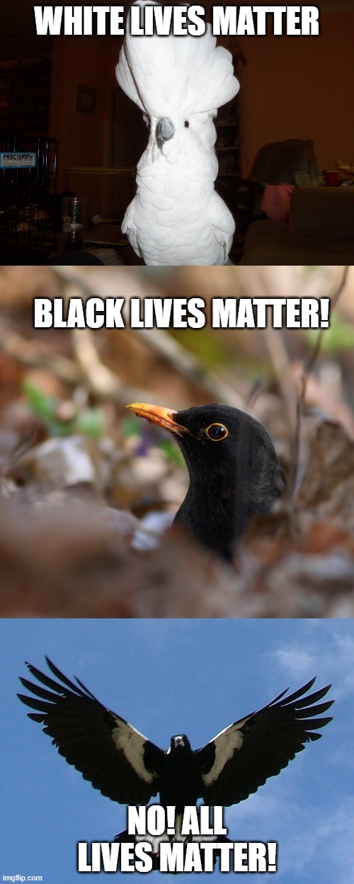 WHITE LIVES MATTER; BLACK LIVES MATTER! NO! ALL LIVES MATTER! | image tagged in cockatoo,maggie magpie,dodgy blackbird,black lives matter,all lives matter,lives matter | made w/ Imgflip meme maker
