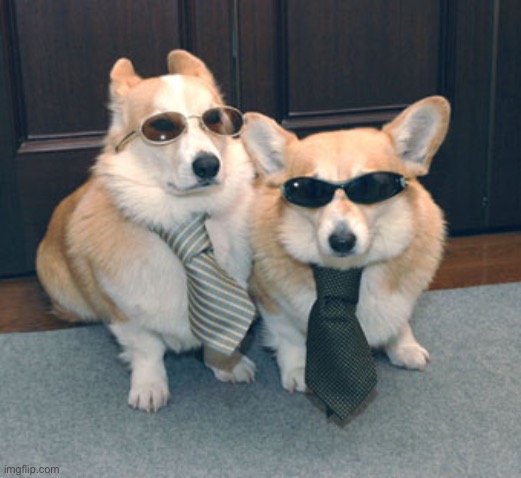 Corgis in suits | image tagged in corgis in suits | made w/ Imgflip meme maker