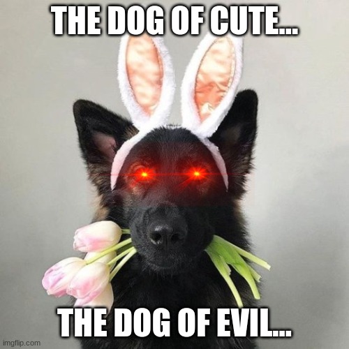 cute evil dog | THE DOG OF CUTE... THE DOG OF EVIL... | image tagged in cute evil dog | made w/ Imgflip meme maker