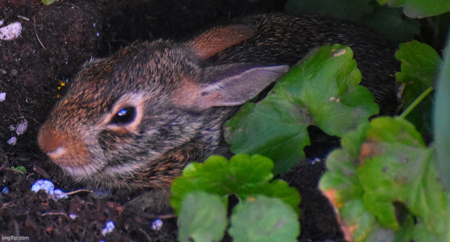 baby bunny in the bushes | image tagged in bunny,bushes,kewlew | made w/ Imgflip meme maker