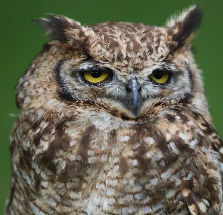 High Quality Enough of Your Shit Owl Blank Meme Template