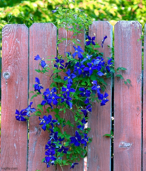 flowers on the fence | image tagged in fence,flowers | made w/ Imgflip meme maker