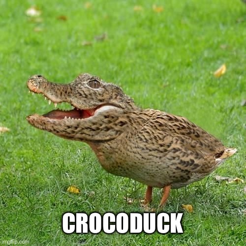 Aint He Cute | CROCODUCK | image tagged in crocoduck | made w/ Imgflip meme maker