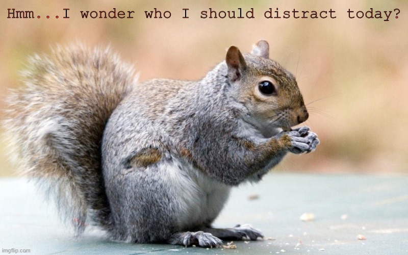 Thinking Squirrel | Hmm...I wonder who I should distract today? | image tagged in thinking squirrel,memes | made w/ Imgflip meme maker