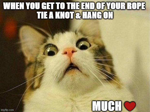 Scared Cat | WHEN YOU GET TO THE END OF YOUR ROPE 
TIE A KNOT & HANG ON; MUCH ❤️ | image tagged in hang in there | made w/ Imgflip meme maker