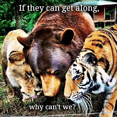 Brotherly Love | If they can get along, why can't we? | image tagged in together,harmony,good advice,smart animals,love,peace | made w/ Imgflip meme maker
