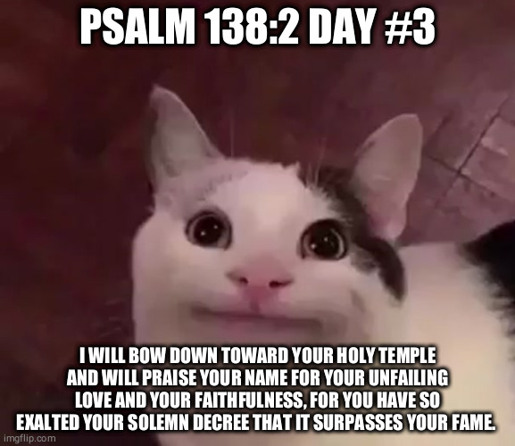 Awkward Cat | PSALM 138:2 DAY #3; I WILL BOW DOWN TOWARD YOUR HOLY TEMPLE AND WILL PRAISE YOUR NAME FOR YOUR UNFAILING LOVE AND YOUR FAITHFULNESS, FOR YOU HAVE SO EXALTED YOUR SOLEMN DECREE THAT IT SURPASSES YOUR FAME. | image tagged in awkward cat | made w/ Imgflip meme maker