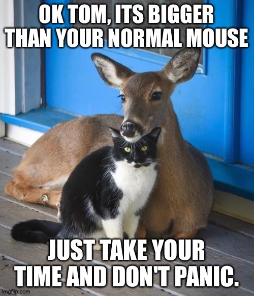 Big mouses | OK TOM, ITS BIGGER THAN YOUR NORMAL MOUSE; JUST TAKE YOUR TIME AND DON'T PANIC. | image tagged in inner calm | made w/ Imgflip meme maker